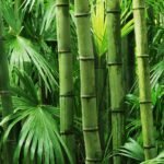 Bamboo Forest Phuket