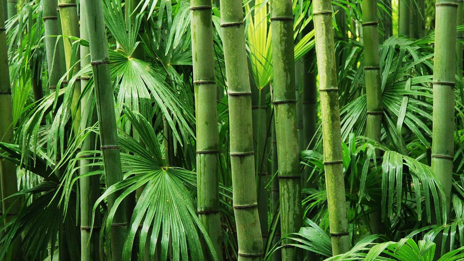 Bamboo Forest Phuket