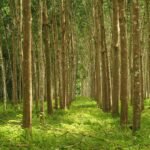 rubber plantation phuket