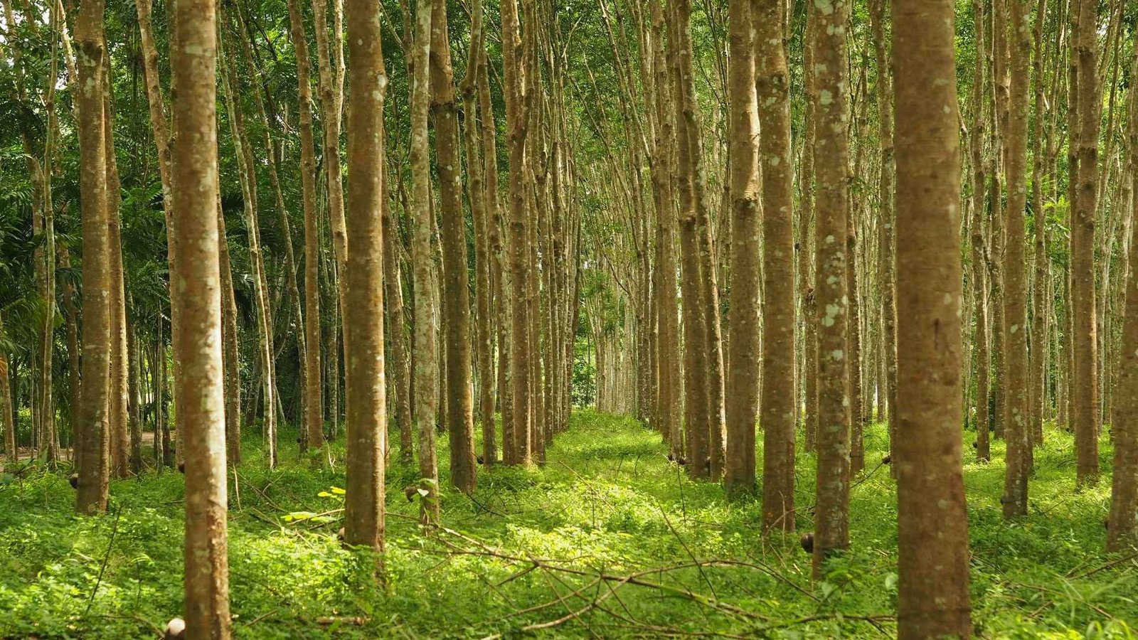 rubber plantation phuket
